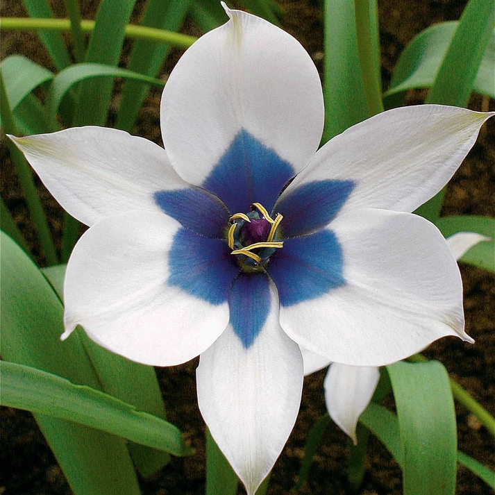 4 Tulipes Coeur Bleu