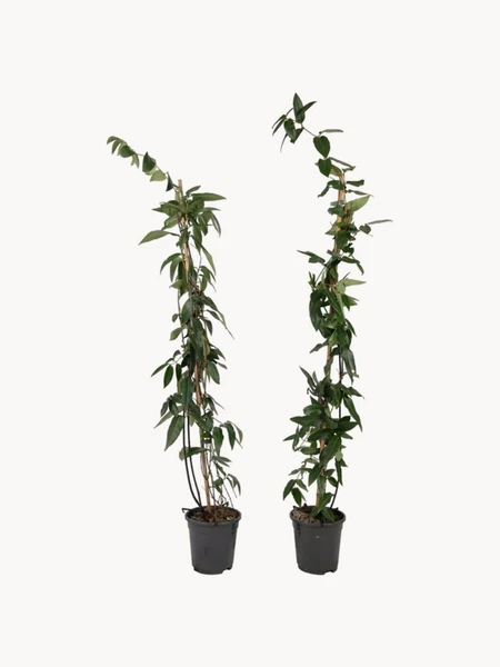 2 Plantes naturelles Lonicera Copper Beauty