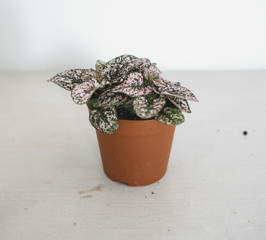 Hypoestes I Maison Bouture