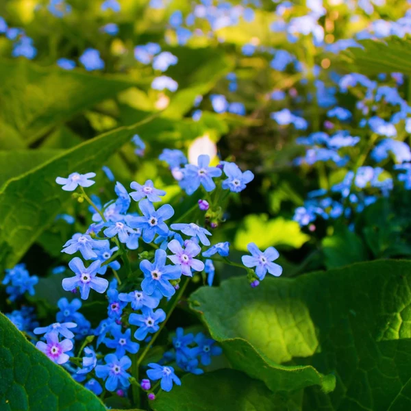 Brunnera sibirica - Buglosse de Sibérie - Espèce rhizomateuse à petites fleurs de myosotis