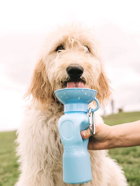Springer - Gourde pour chien (Large - 65 cl)