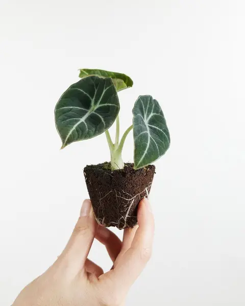 Black Velvet Alocasia 