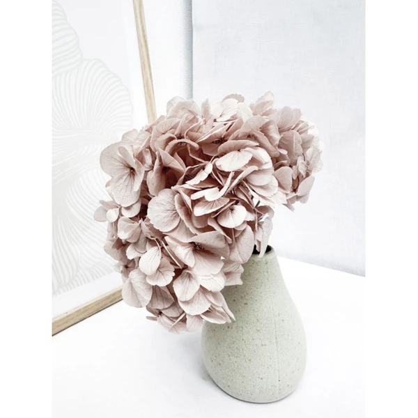 Hortensia stabilisé cappuccino - Nouvelle fleur préservée d'exception