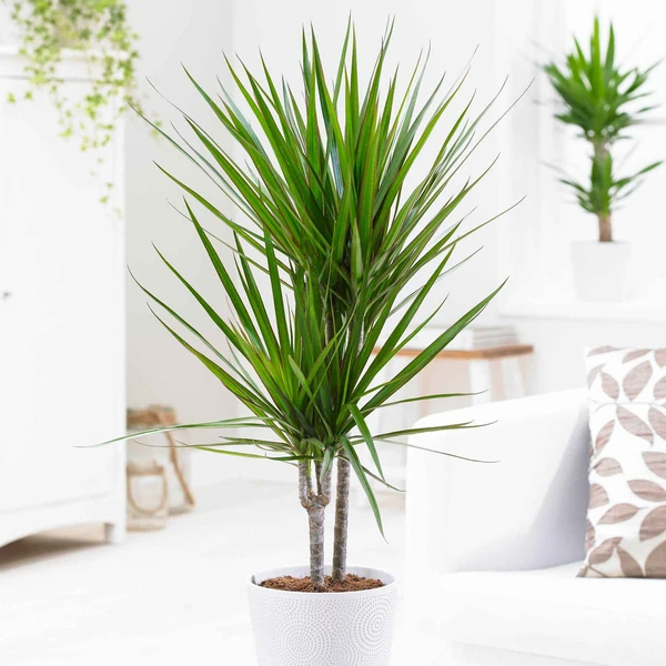 Dragonnier Dracaena marginata