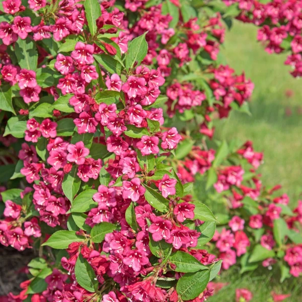 Weigelia Bristol Ruby