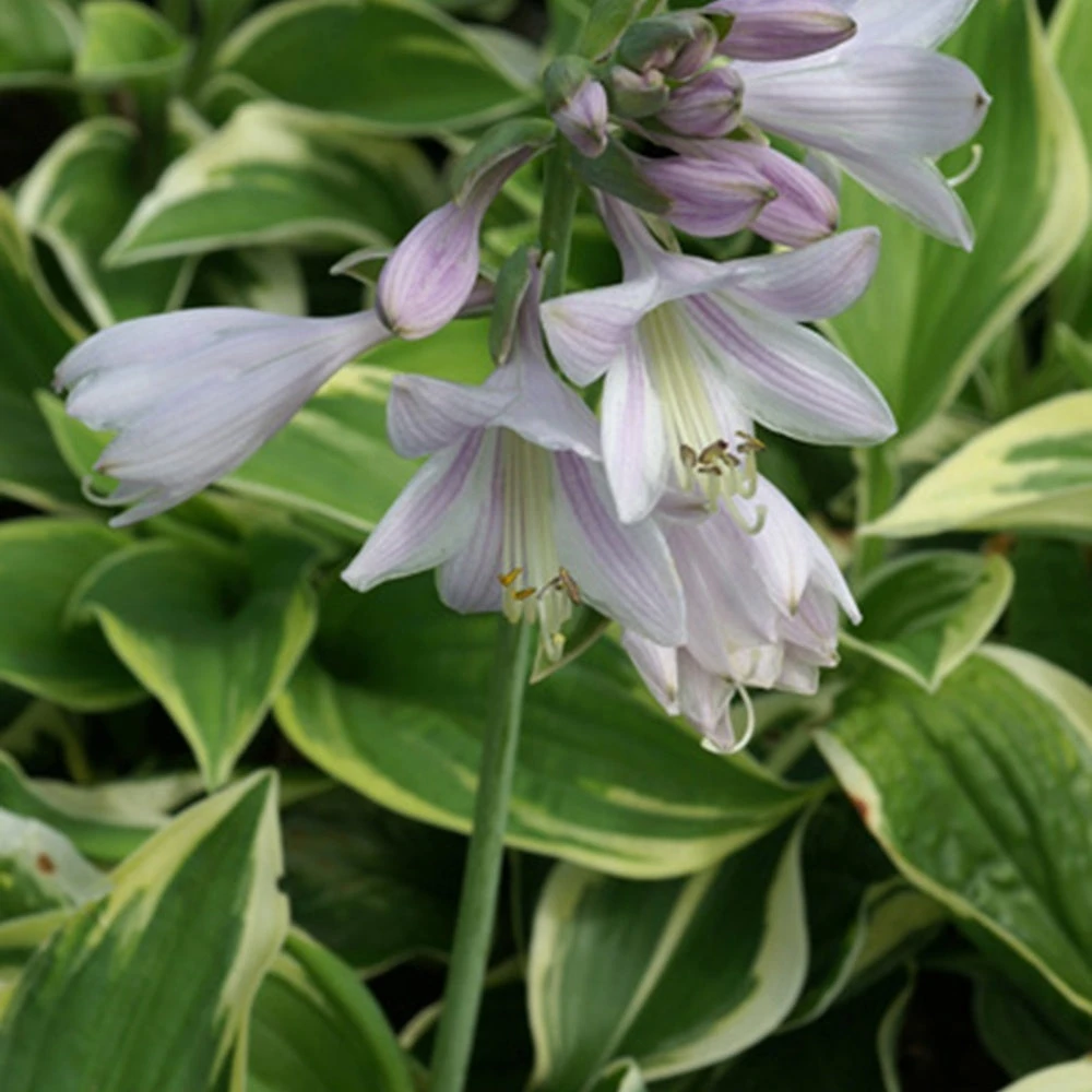 Hosta Wide Brim