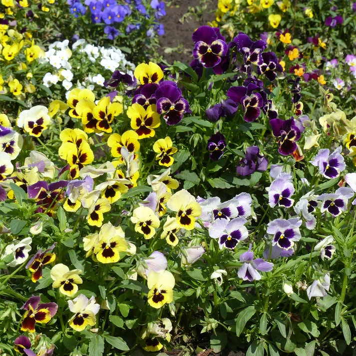 Graines de Pensées Géantes de Suisse en mélange