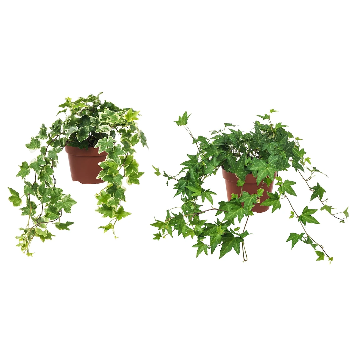 HEDERA HELIX Plante naturelle - lierre 13 cm - A SUSPENDRE