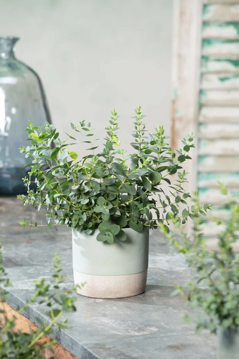 Lot De 2 Eucalyptus Baby Blue 'S' - Plantes D'Intérieur Et D'Extérieur