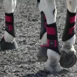 Guêtres cheval Woof Wear Club Brushing Boot - Le Paturon
