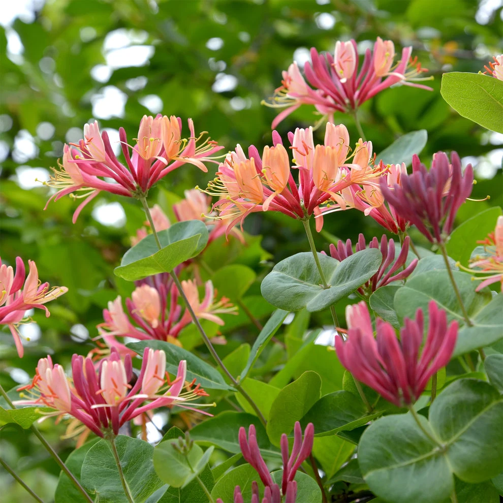 Chèvrefeuille grimpant American Beauty