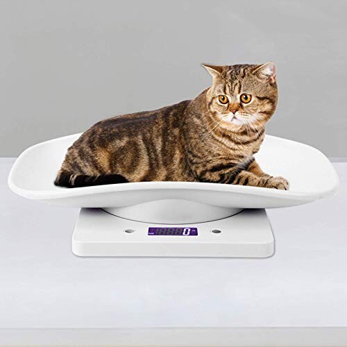 Pèse-chaton
