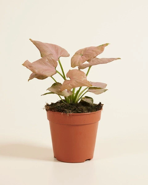 Acheter Syngonium Strawberry  M (Patte-d'oie ) en ligne | PLNTS.com