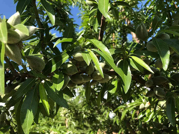 Almendro Penta floración extra tardía - Agroforestales ESLA