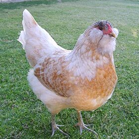 une poule easter egger 