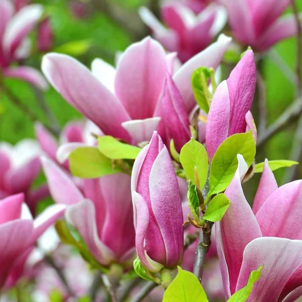 Magnolia de Soulange