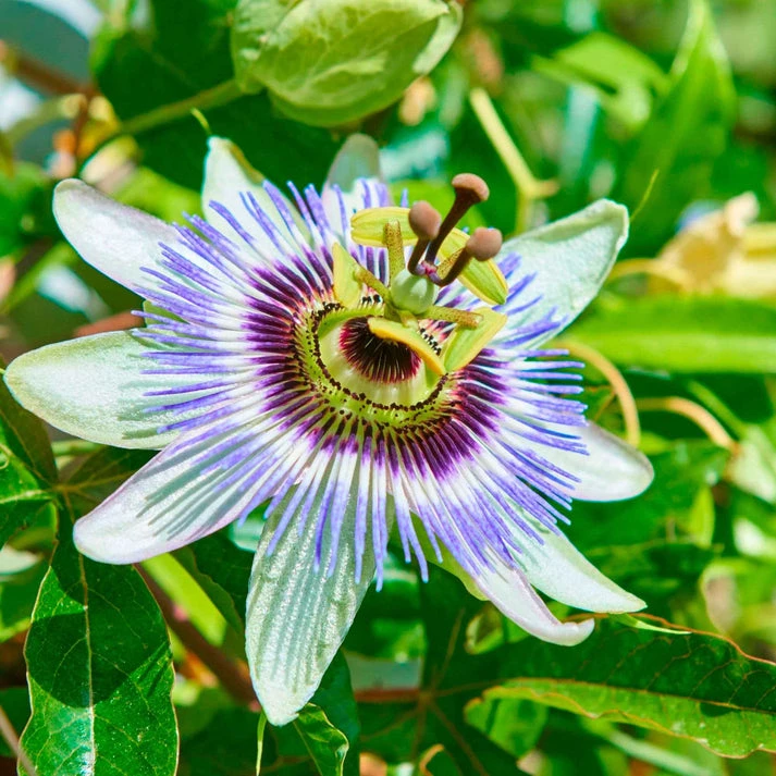 Passiflore bleue