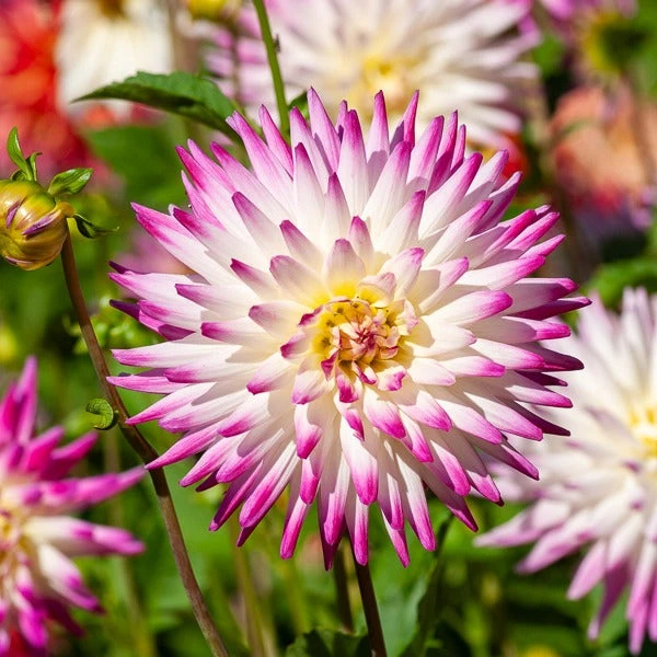 3 Dahlias cactus Haley Jane