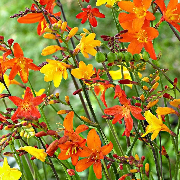 30 Crocosmias en mélange