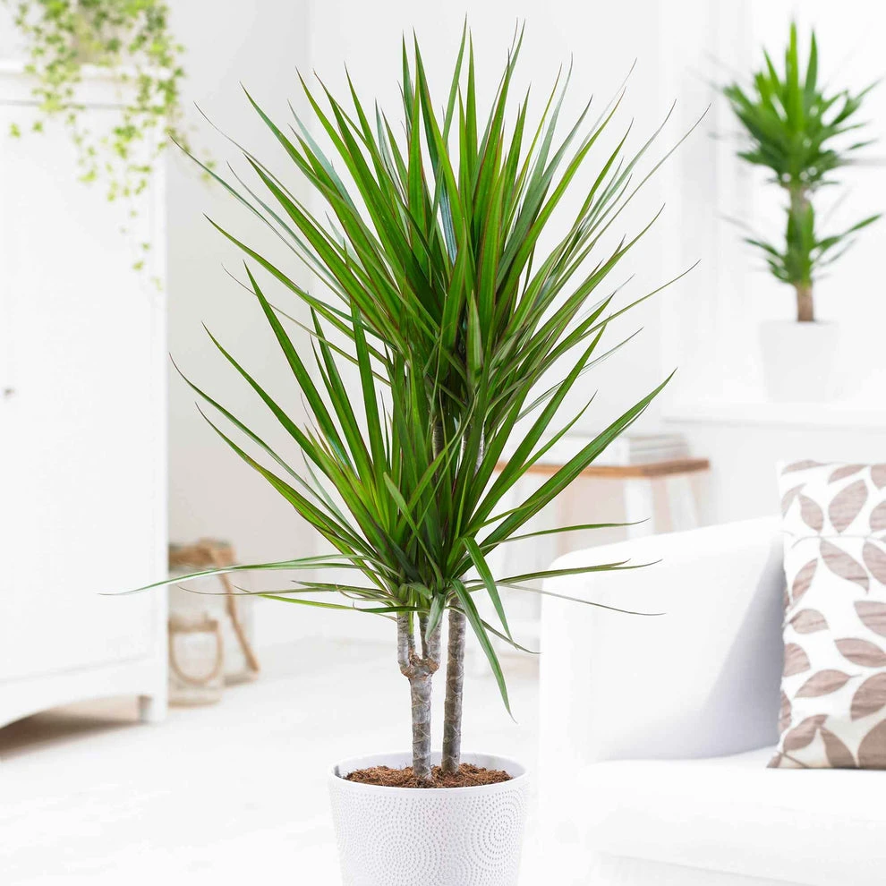 Dragonnier Dracaena marginata