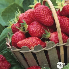 Plant de fraisier 'Gariguette' bio : pot de 0,5 litre