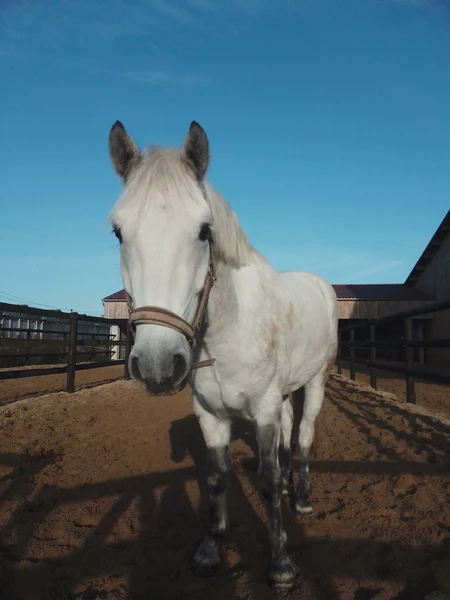 Ce poney