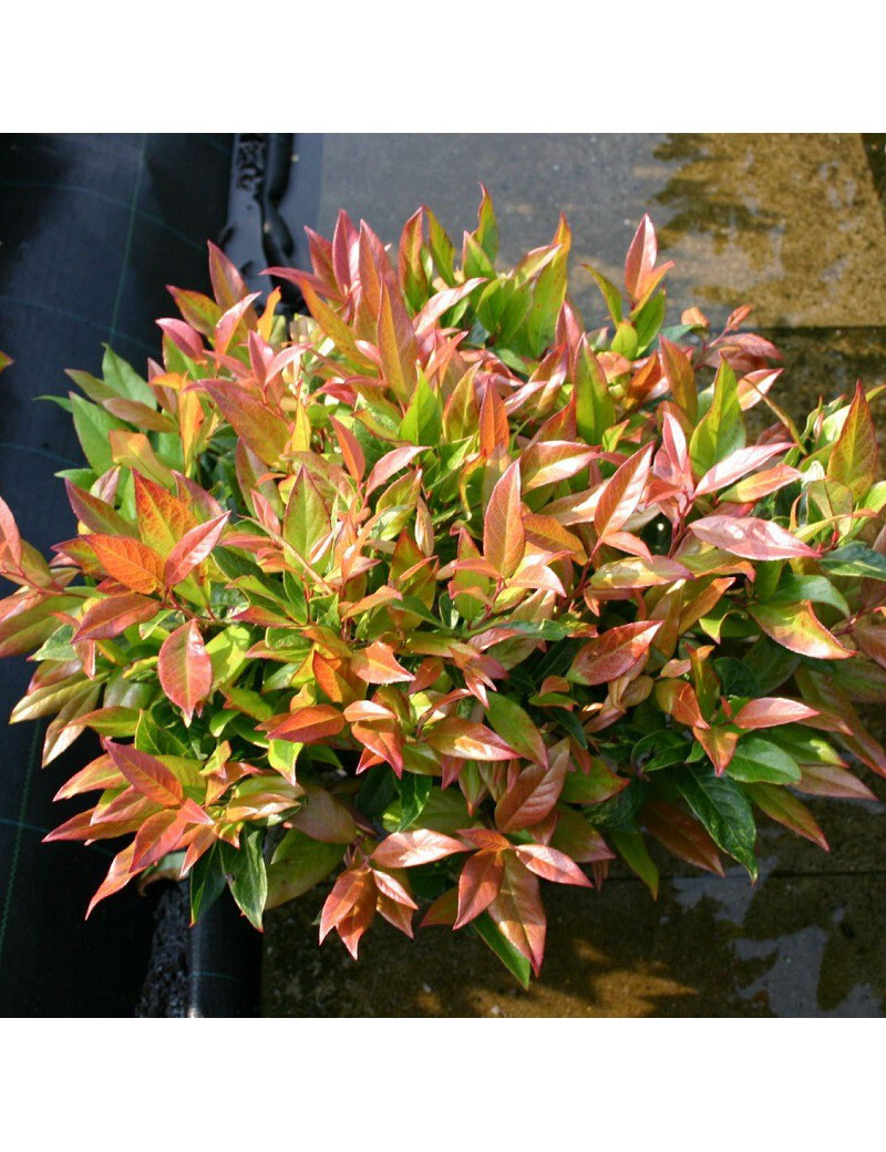 Arbuste Leucothoe Walteri Scarletta
