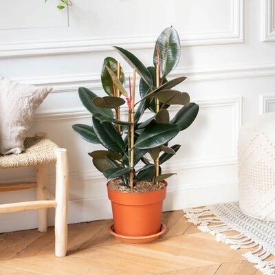 Ficus elastica - Commander des plantes vertes en livraison partout en France | Bergamotte