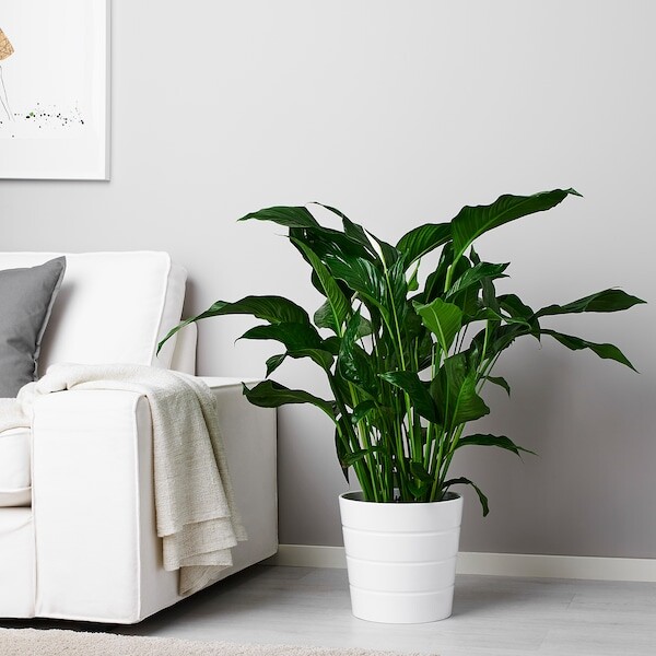 SPATHIPHYLLUM Plante en pot - . 24 cm