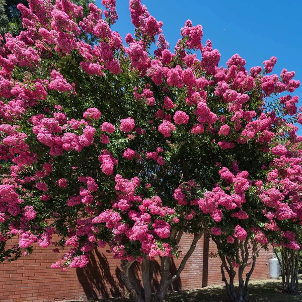 Lilas des Indes rose