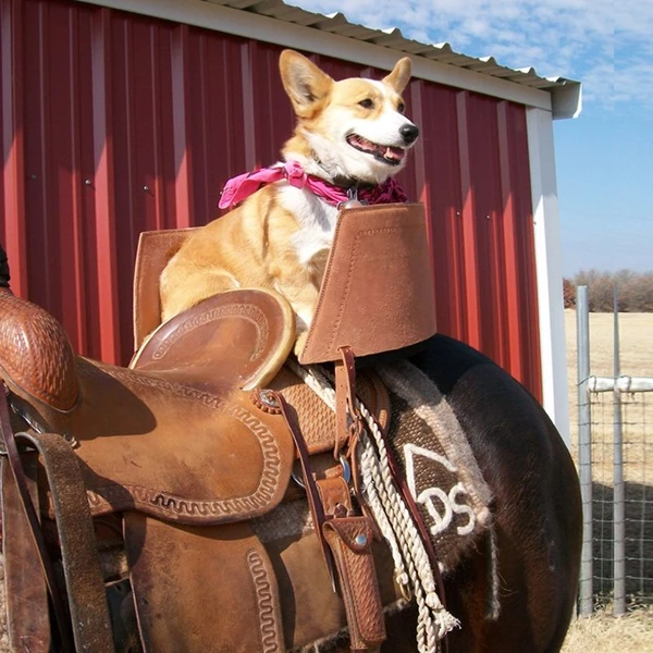 NRS World Nationwide Retailer | Western Wear | Horse Tack | Cute ...