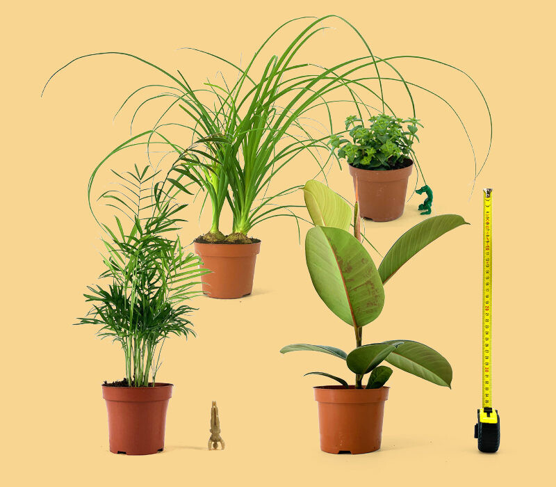 Pour les débutants - Plantes pour tous