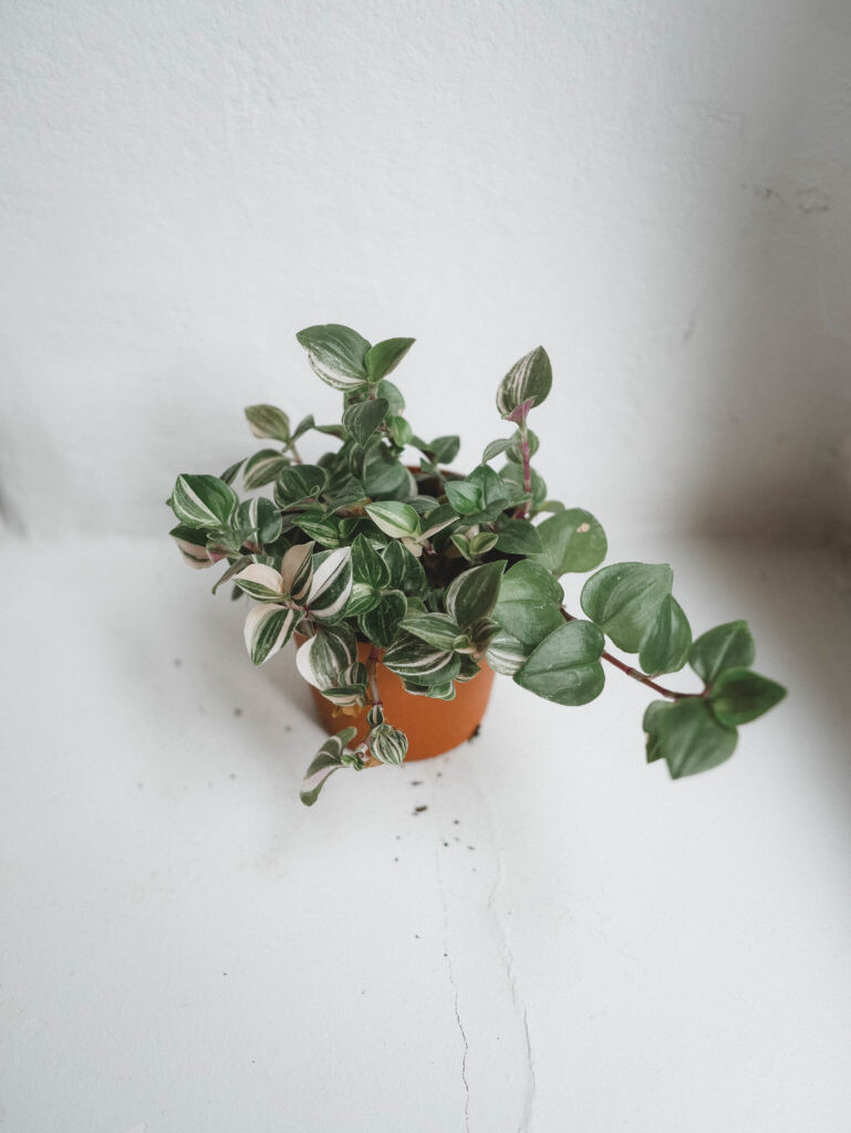 Tradescantia Fluminensis I Maison Bouture