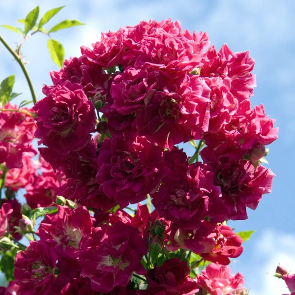 Rosier Super Excelsa® grimpant