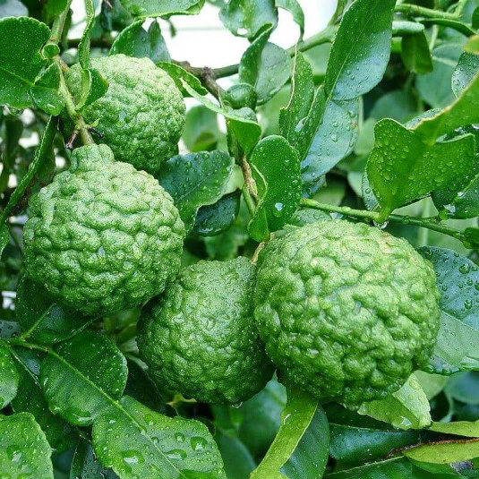 Combava - Vente Citrus hystrix - Citron combera - Lime grumeleuse