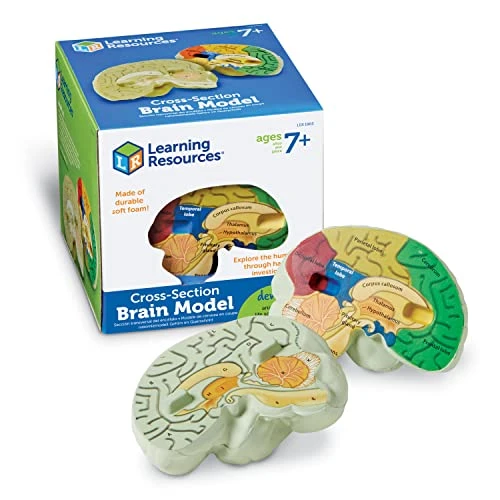 Learning Resources Modèle de Cerveau en Coupe en Mousse Souple