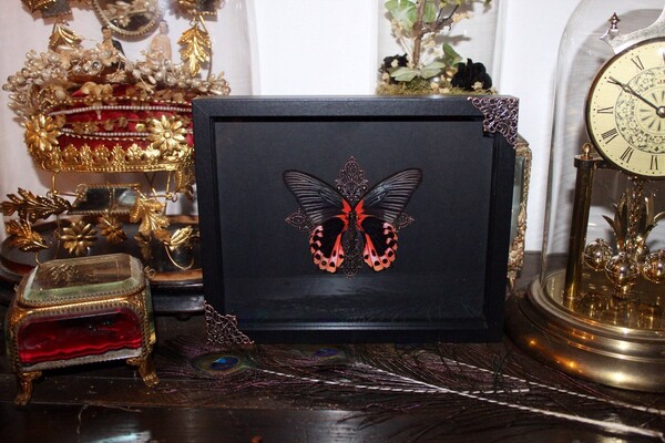 Real butterfly frame naturalized Papilio Rumanzovia taxidermy curiosity Red mormon cursed witch oddities real