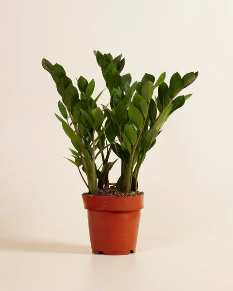 Acheter Zamioculcas Zamiifolia L (Plante ZZ) en ligne | PLNTS.com