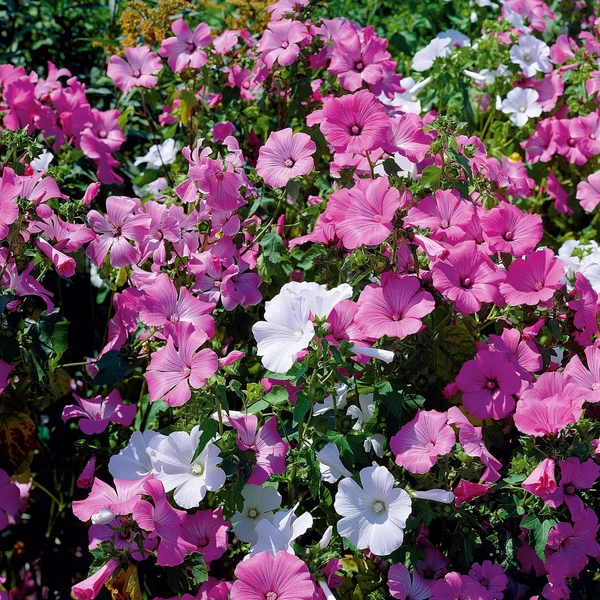 Lavatères à grandes fleurs en mélange