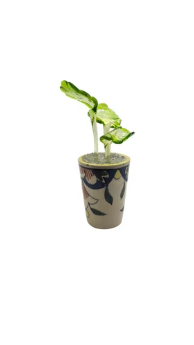Succulente n°53