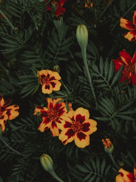 tagète à fleurs jaunes
