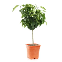 Oranger, 1/4 Tige - Pot 4/5L