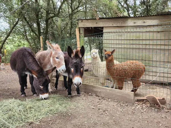 Nuit chalet dans mini ferme près de Carcassone du lundi 8 au mardi 9 janvier