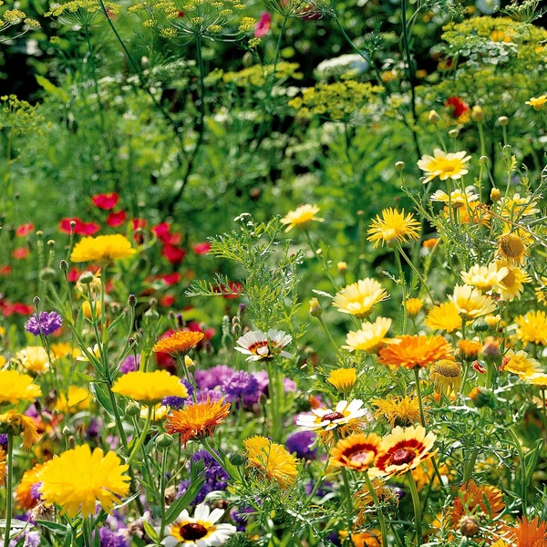 Mélange de fleurs spécial oiseaux