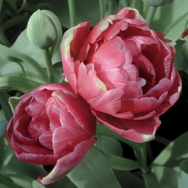 Tulipe double tardive Wedding Gift - Bulbe - Des fleurs de pivoine très doubles, rose panaché de rose soutenu