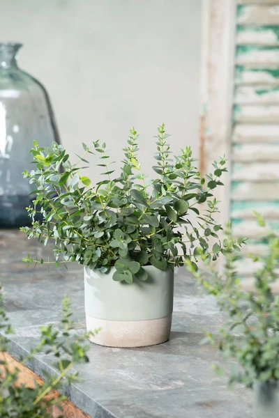 Lot De 2 Eucalyptus Baby Blue 'S' - Plantes D'Intérieur Et D'Extérieur