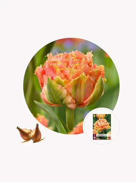 Bulbes de tulipe Brisbane, 10 pièces | Westwing