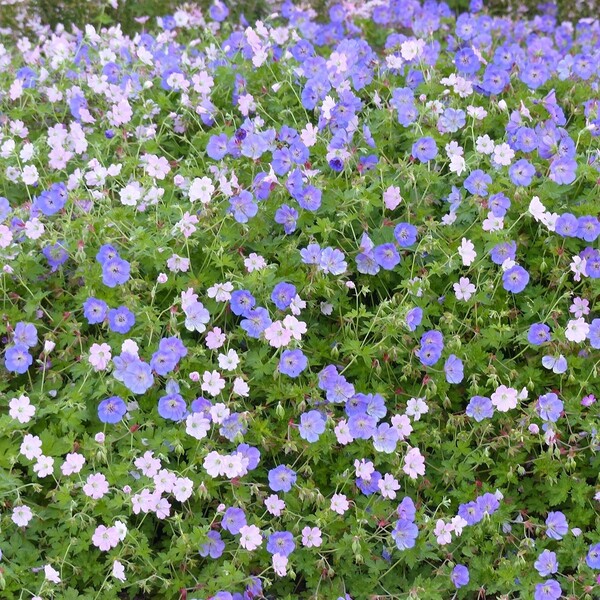 Géranium vivace 