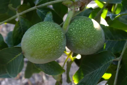 Nogal (Juglans spp) - Agroforestales ESLA