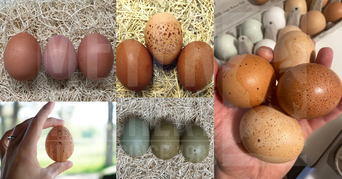 Chicken Breeds That Can Lay Speckled Eggs | Meyer Hatchery Blog